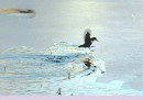 Koskikara_white-throated dipper 1a * ASCII * 800 x 565 * (567KB)